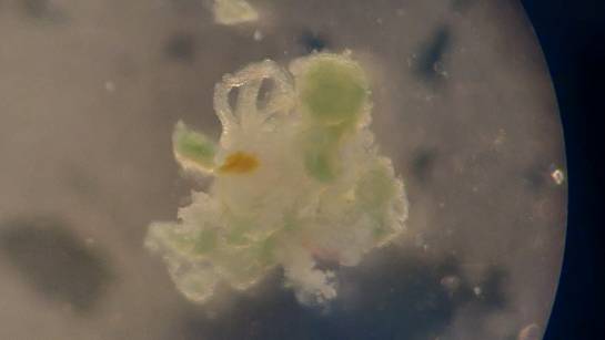 Descubren tres nuevas especies de ‘gusanos comehuesos’ en la península ibérica