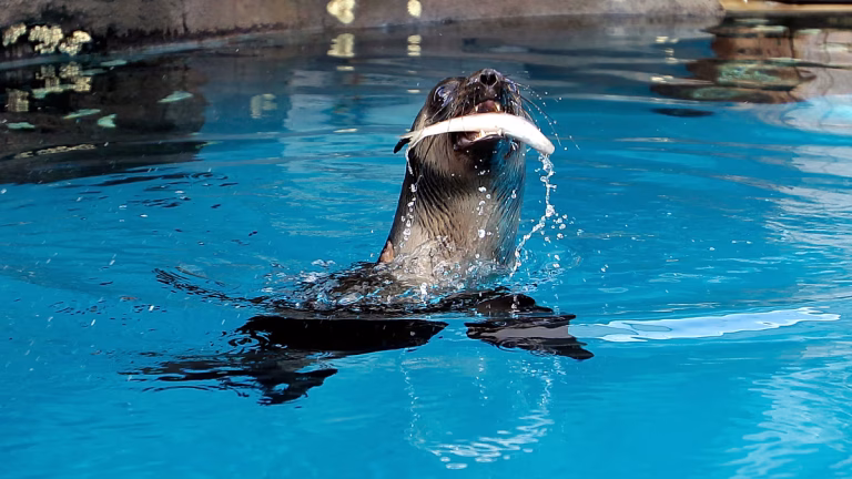Focas y leones marinos se someten a pruebas de audición en investigación australiana
