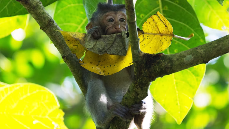 La COP17 llega en un momento crítico: exigen medidas urgentes para proteger la naturaleza