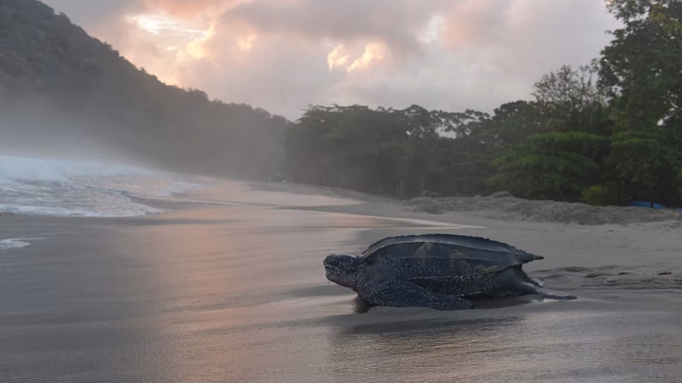 La población de tortugas laúd se desploma: ¿Puede una red de santuarios marinos salvarlas?