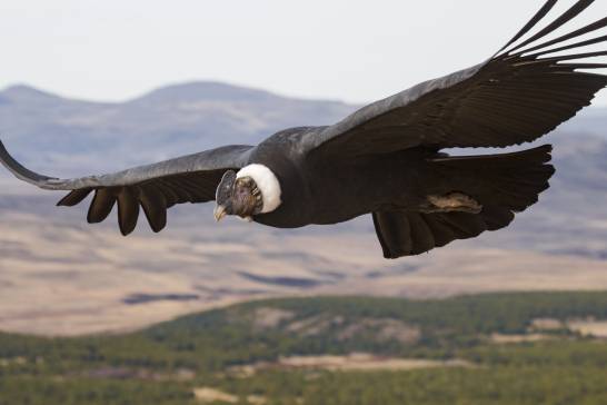 Las aves silvestres reescriben las leyes del transporte: volar puede ser más barato que nadar