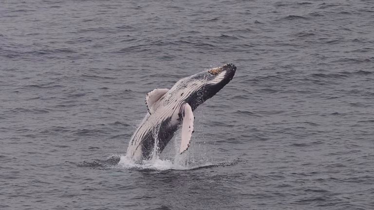 Las ballenas francas australes regresan a Sudáfrica y llenan la costa