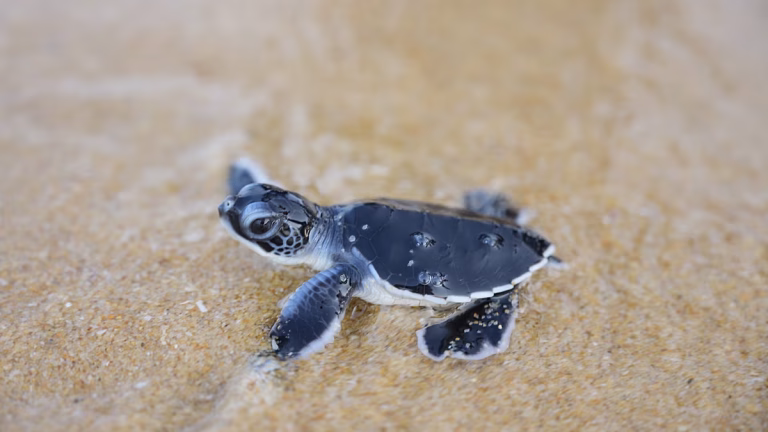 Las pequeñas tortugas dan sus primeros pasos hacia el mar