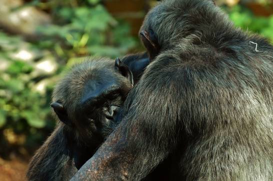 Los chimpancés roban menos comida a sus amigos que al resto