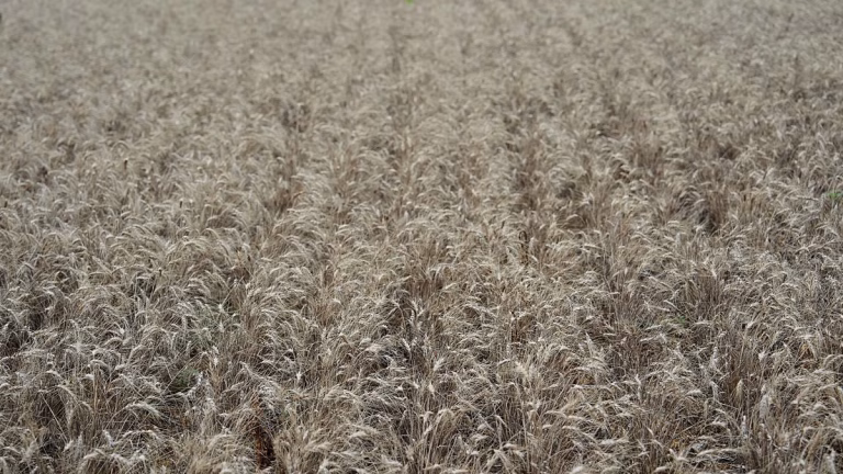 Los líderes de 17 países de la UE piden priorizar agricultura y cohesión, Meloni: objetivo común