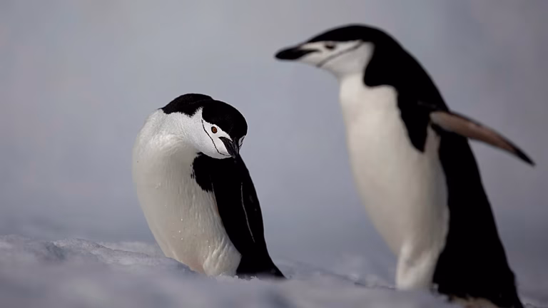 Los pingüinos antárticos emiten hasta 7 millones de toneladas de metano al año