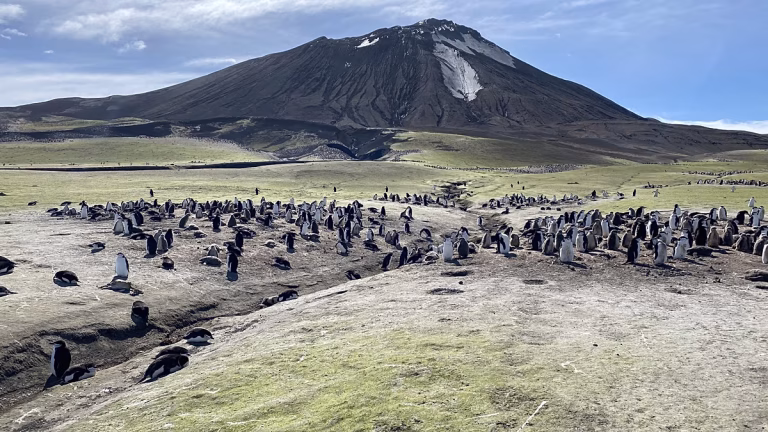 Un descenso preocupante: por qué desaparecen pingüinos en una isla volcánica a 2.000 km de humanos