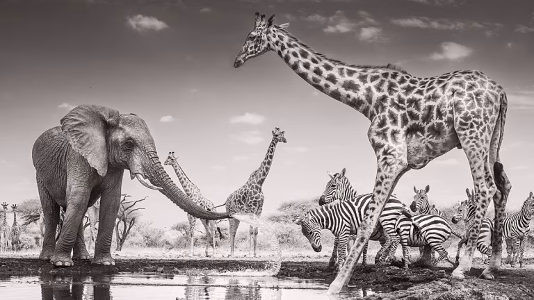 Una elefanta transporta a su cría muerta: la imagen que gana el Wildlife Photographer of the Year 2026